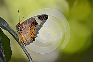 Â Leopard Lacewing,Â genusÂ Â Â Cethosia